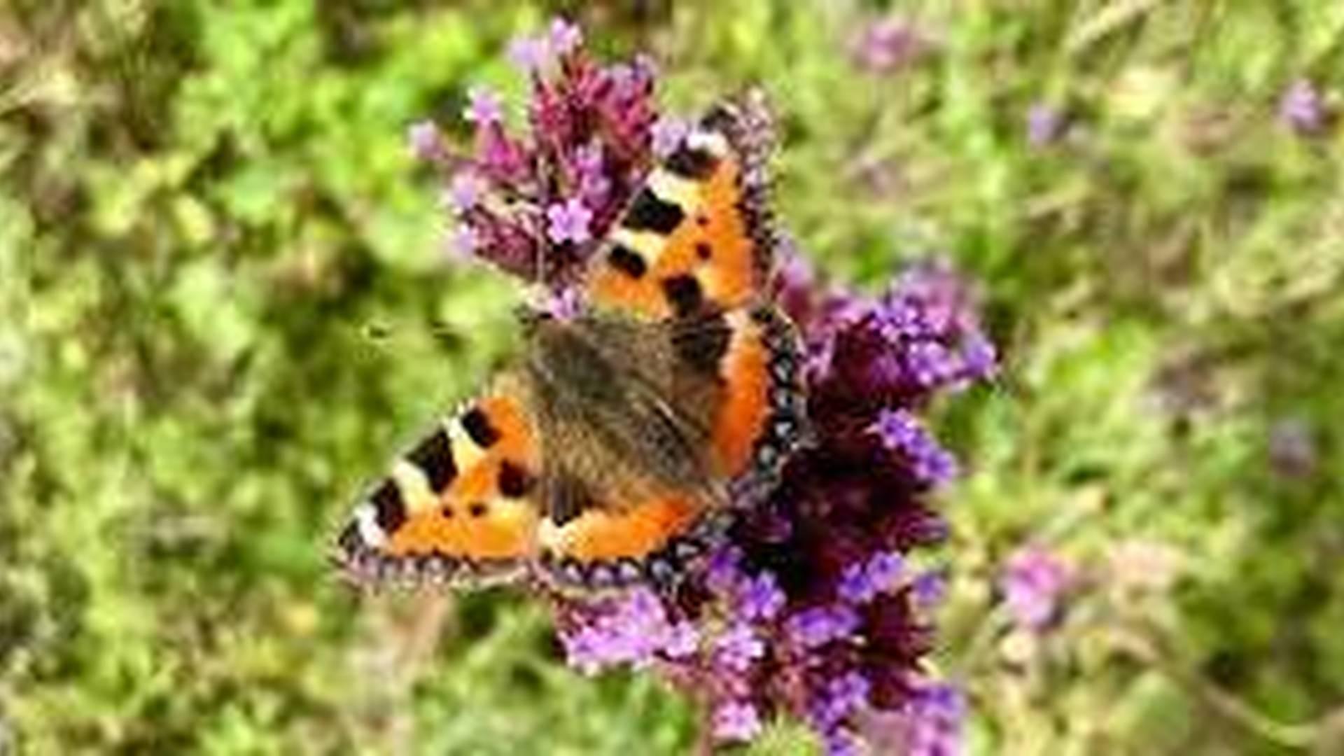 Spring Science - Monitoring Butterflies at Alexandra Park photo