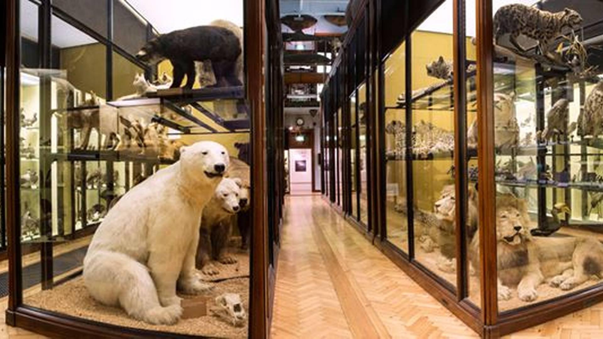 Natural History Museum at Tring photo