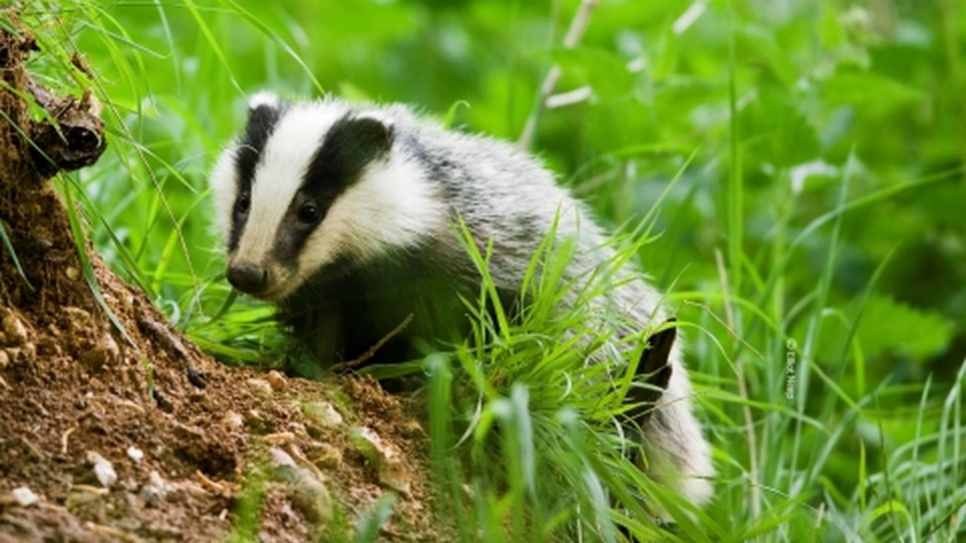 Nottinghamshire Wildlife Trust photo