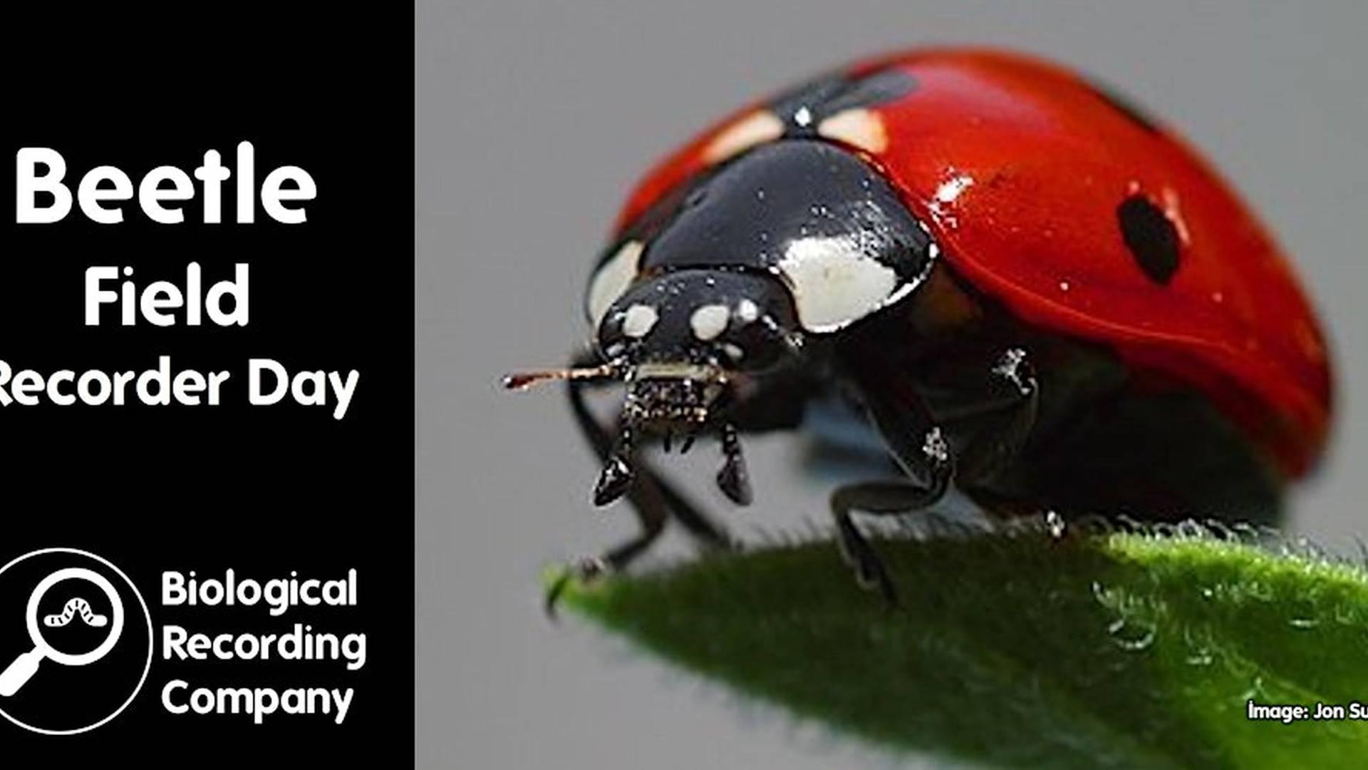 Beetle Field Recorder Day photo