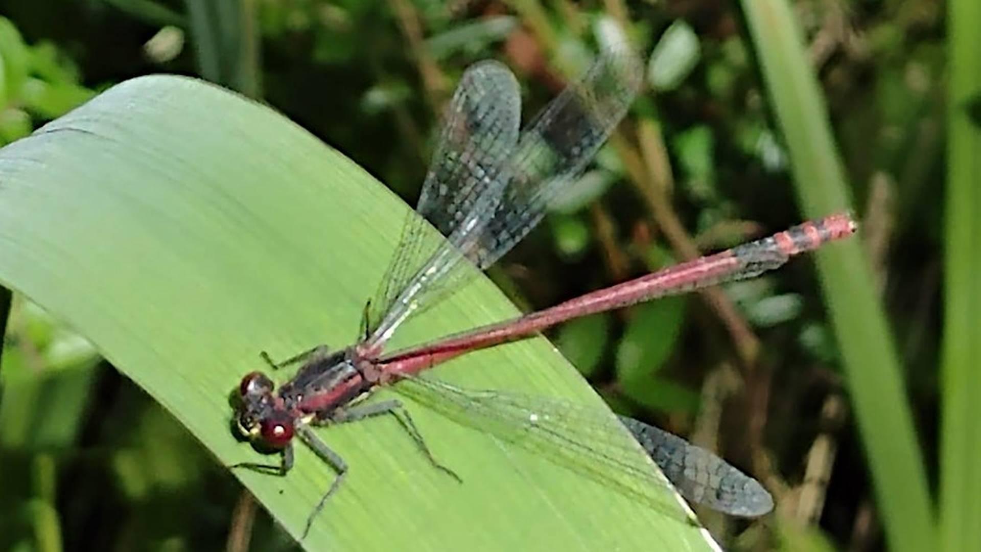 Nosey Nature Natter - Secrets of the Pond photo
