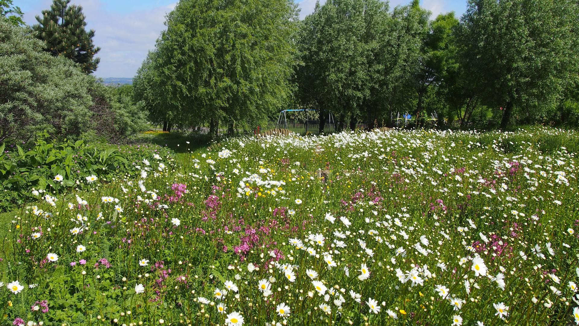 Manor Fields Park photo