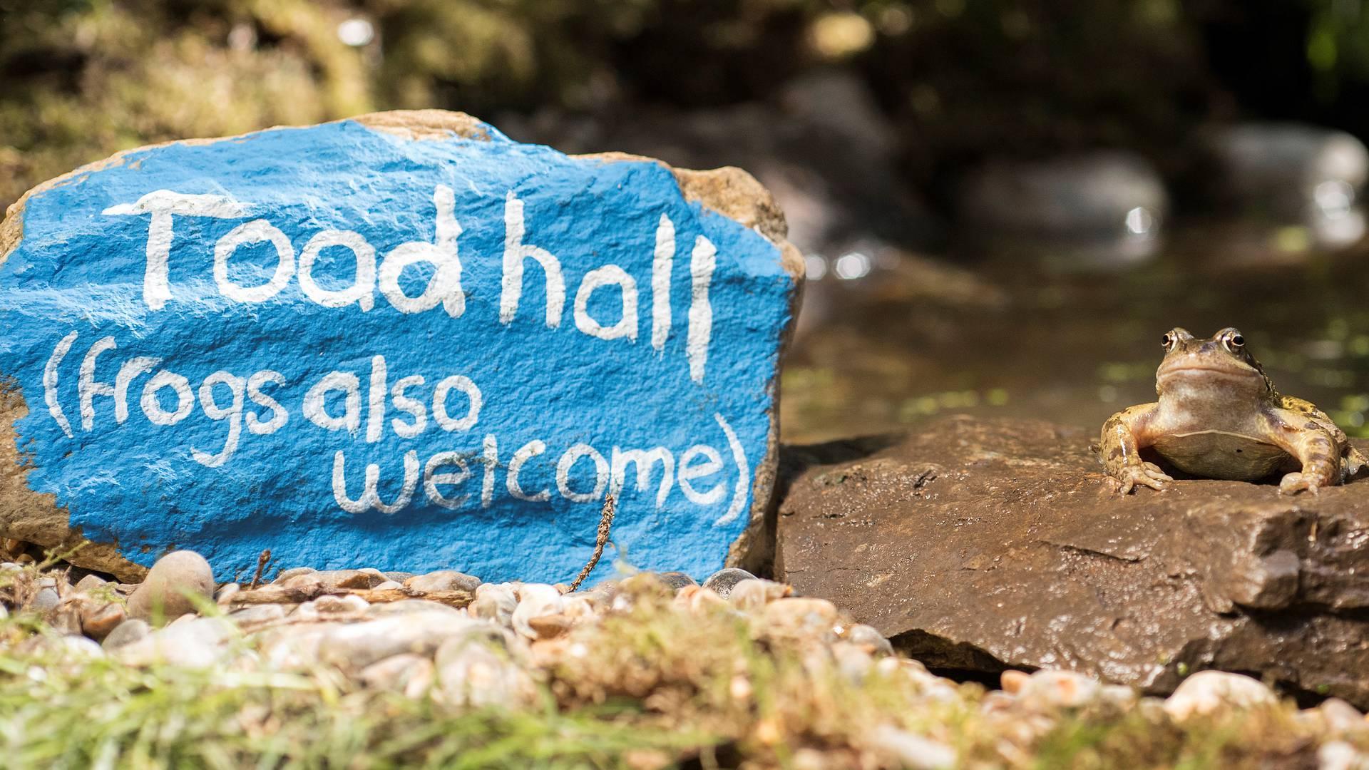 Giving Nature a Home in Cardiff photo