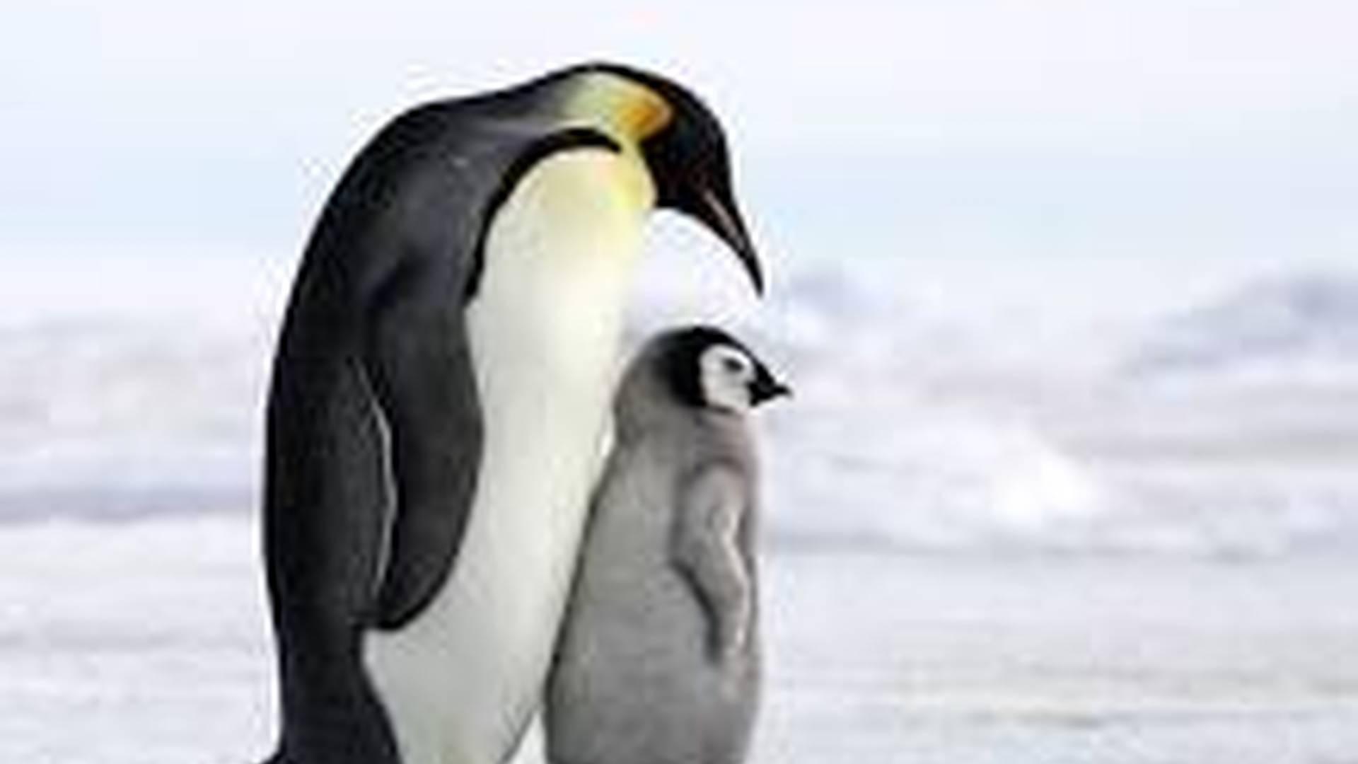 DYNAMOS: PERFECT PENGUINS photo