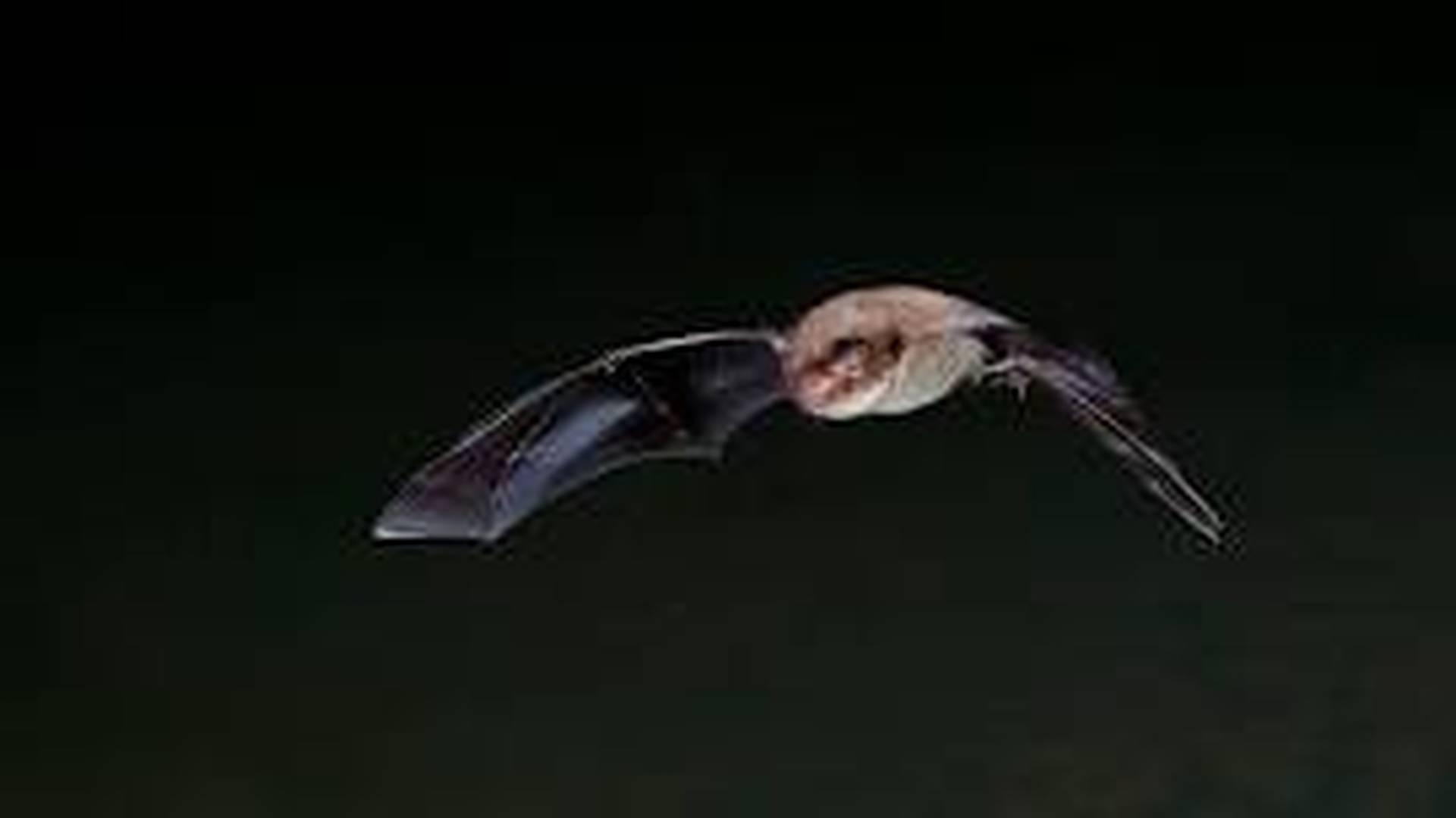 Family activity: bats and creatures of the night photo