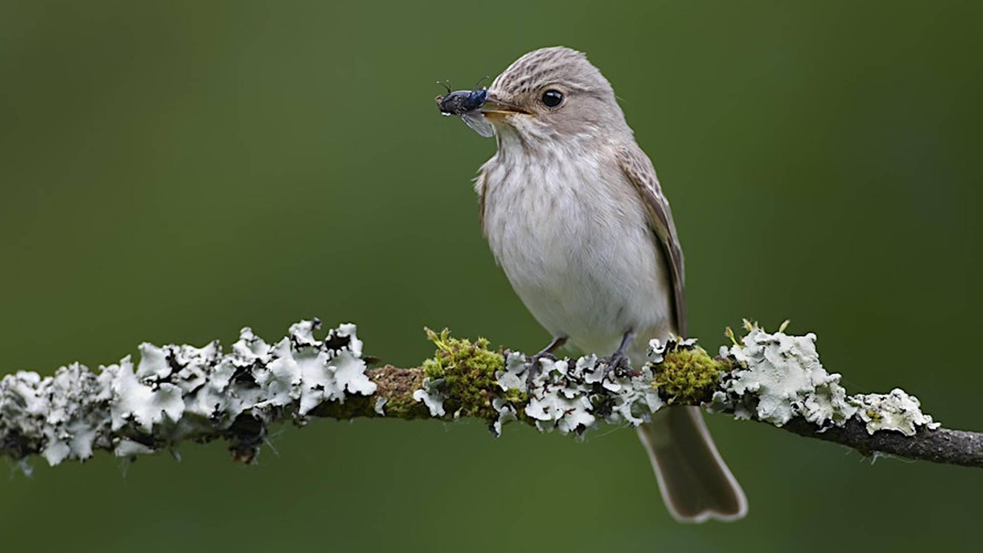 Terry's Friday Birdwatching Walks photo