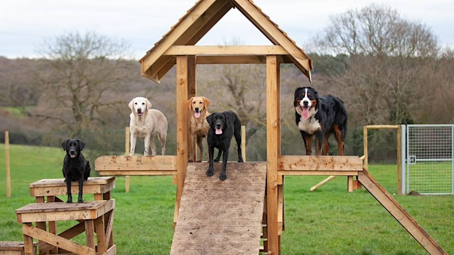 Secure dog walking field photo