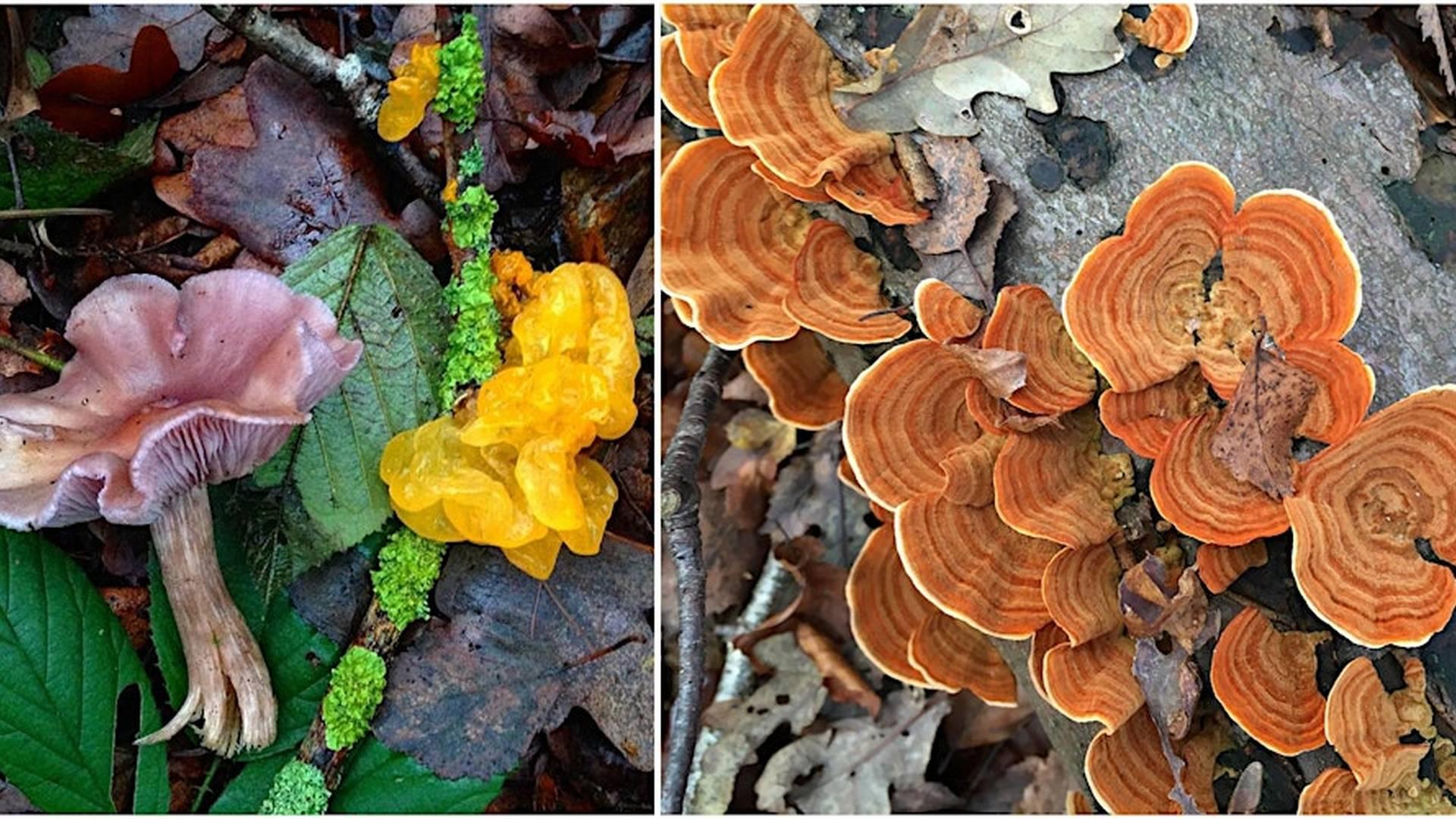 WINTER FUNGUS FORAY photo