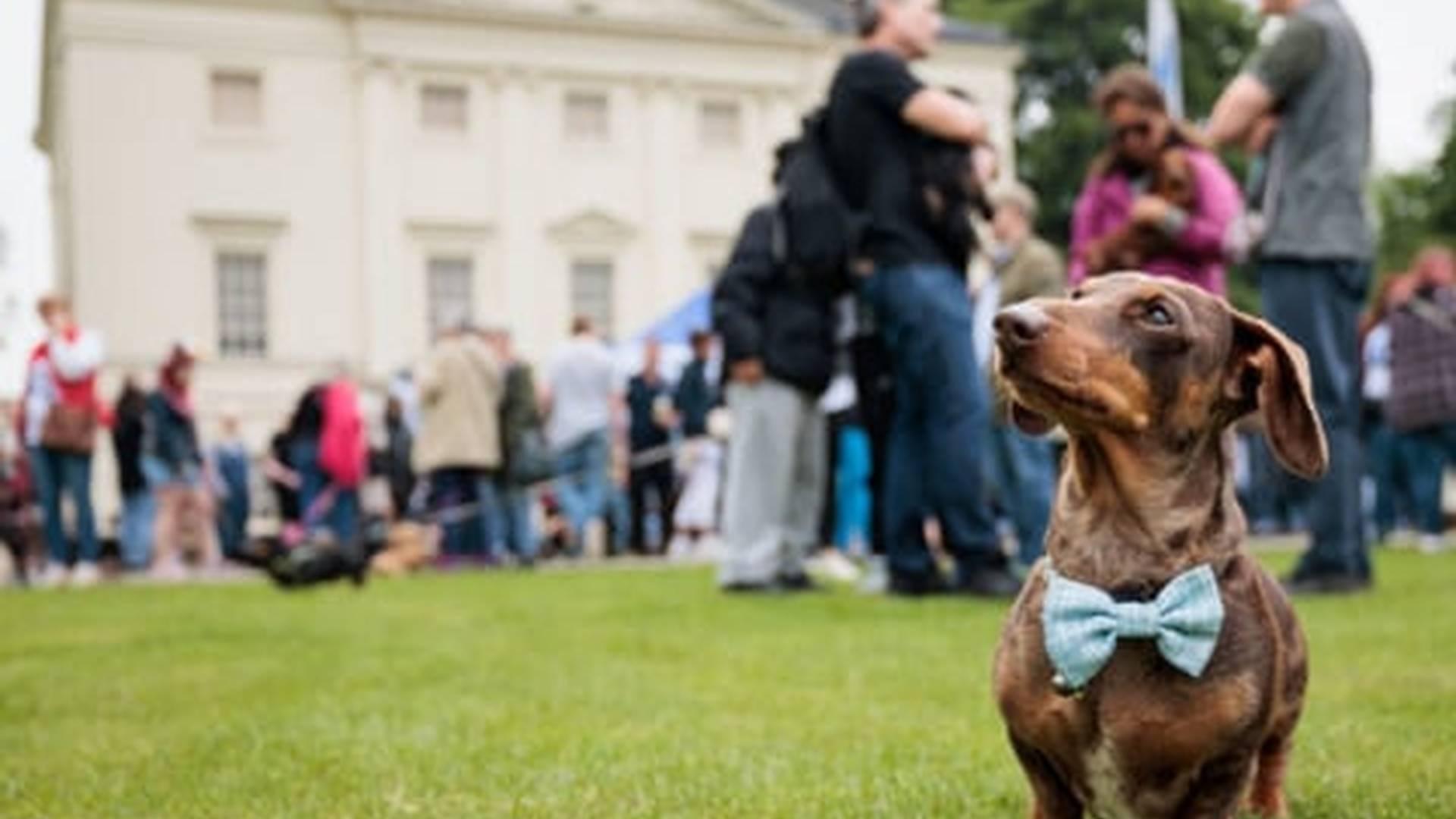 Friends Of Marble Hill Dog Show photo
