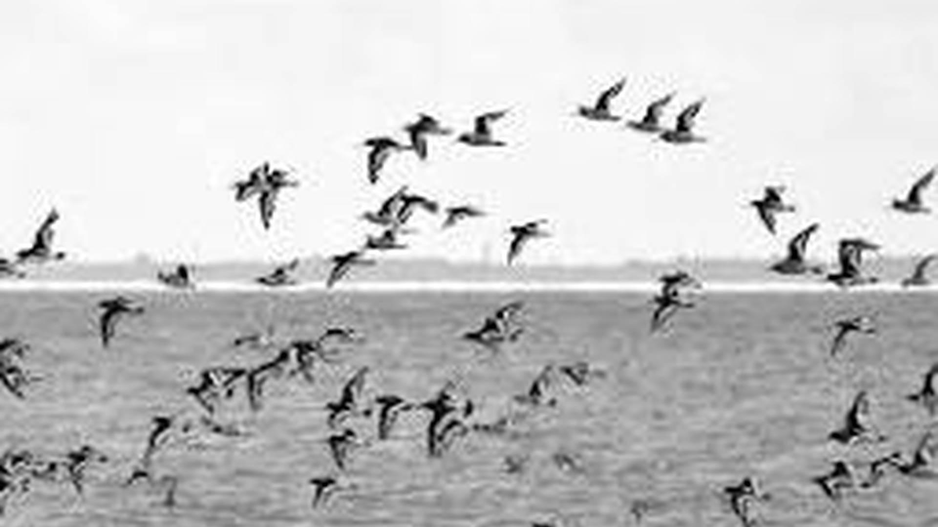 Spring Bird Walk for the family from Heysham Nature Reserve photo