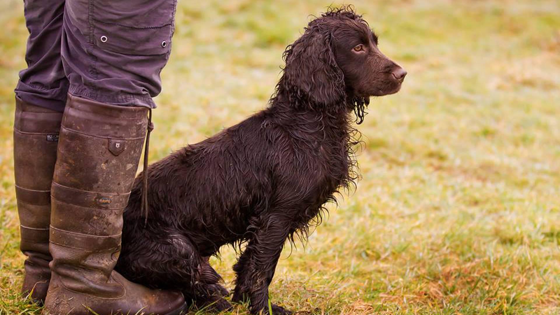 The Kennel Club photo