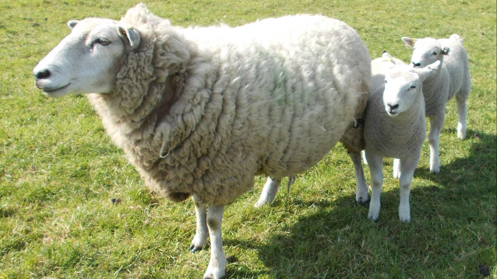The Woodlands Farm Trust photo