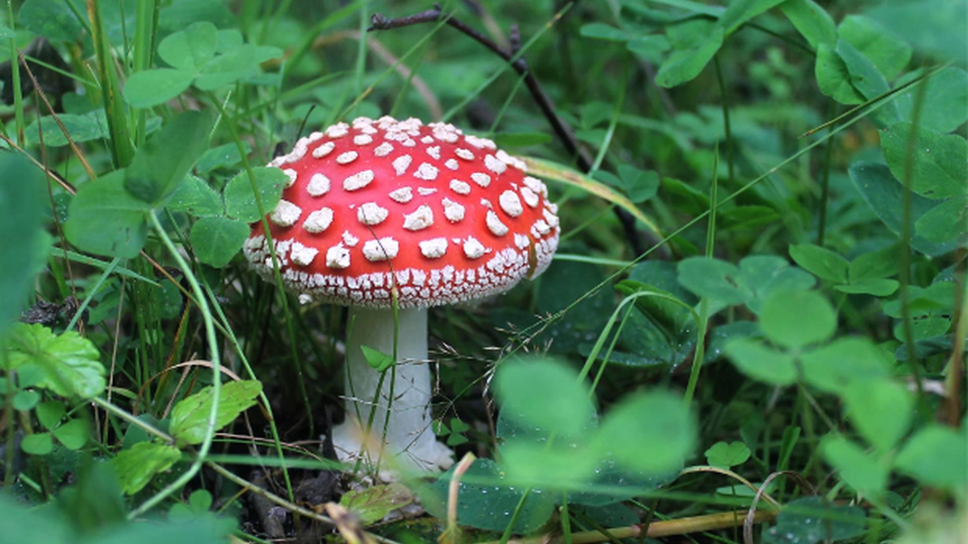 Needle Felting Workshop: make a toadstool photo