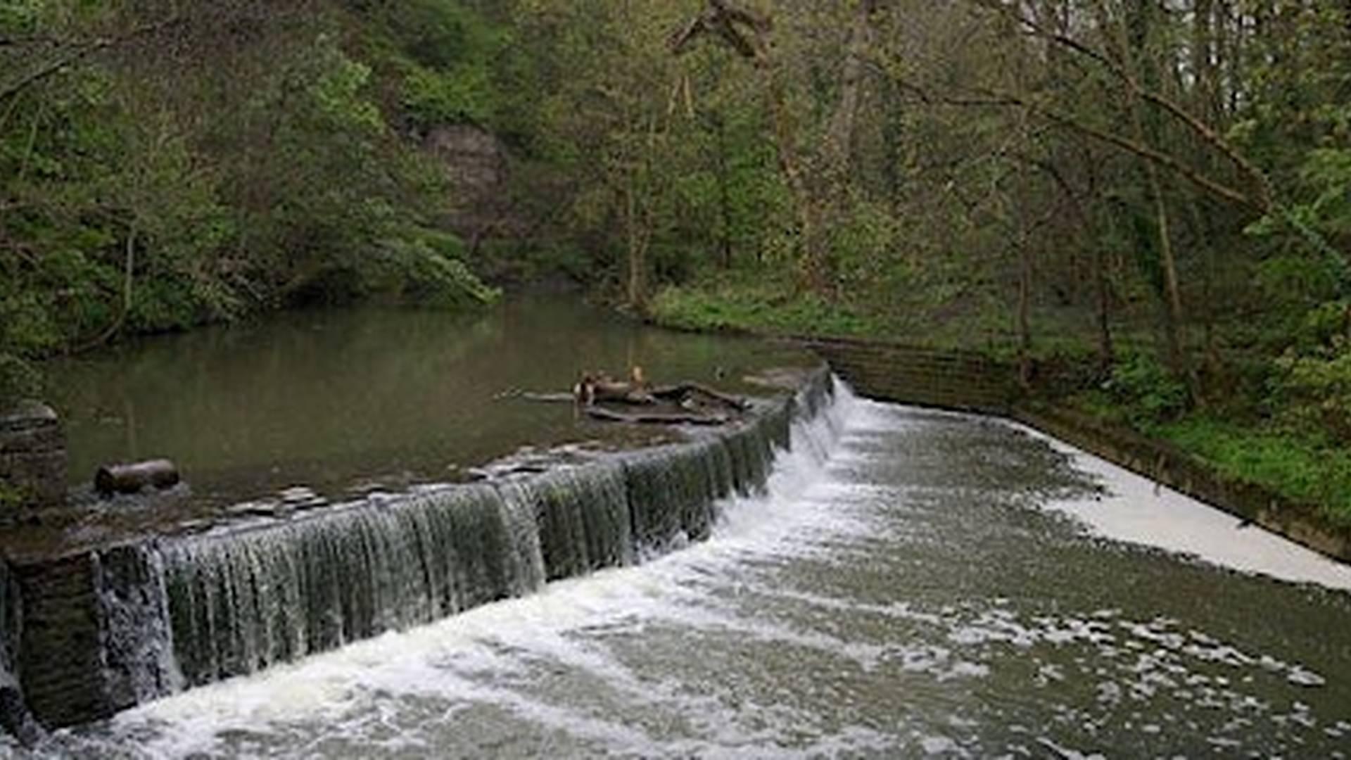 Wild Foods of the Frome photo