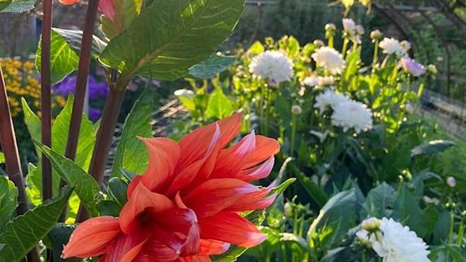 Pick your own seasonal flowers photo