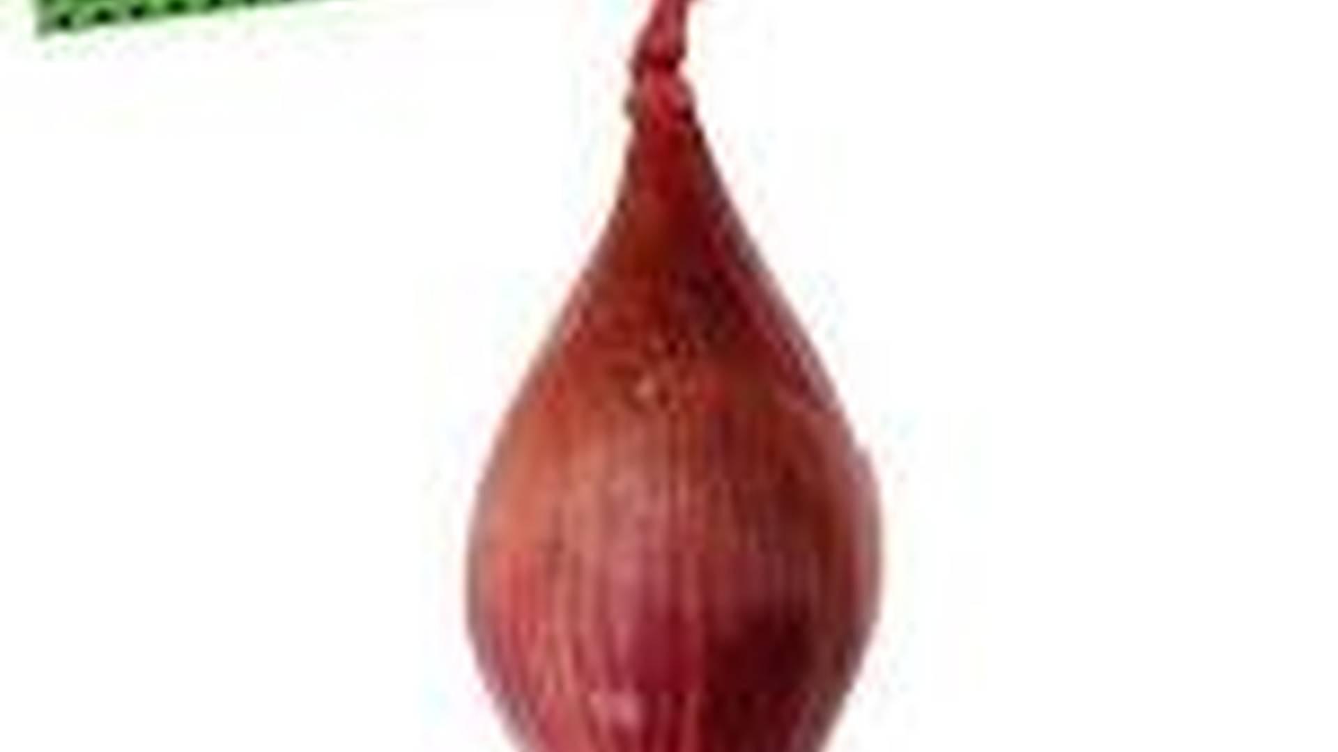 Sham 69 '1977 Lineup' + Anti-Nowhere League + Peter & The Test Tube Babies photo