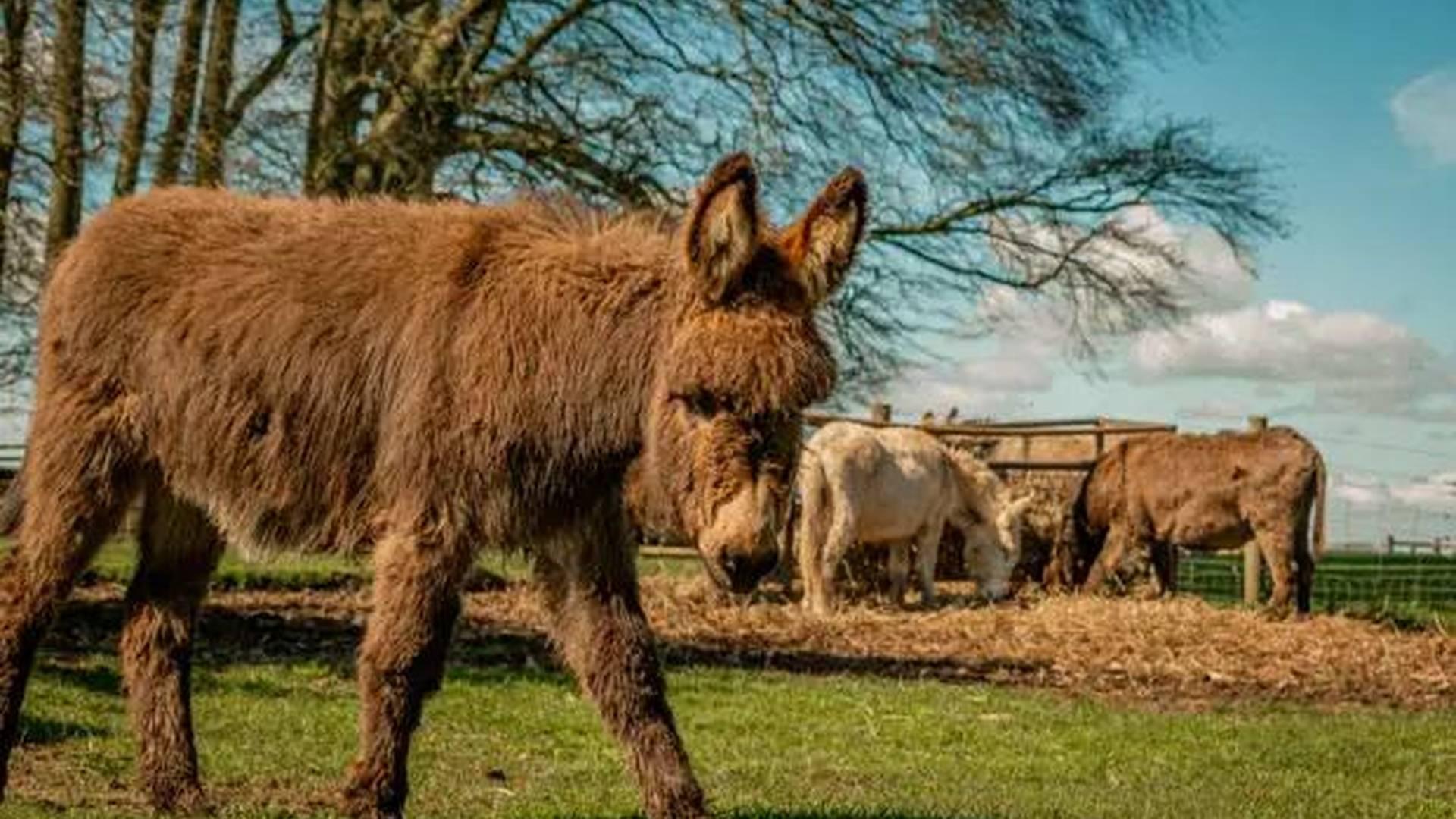 Donkey & Friends Weekend photo