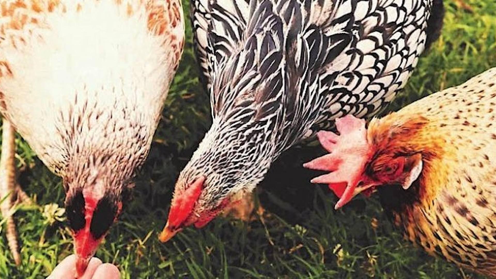 Easter at Hen Corner photo