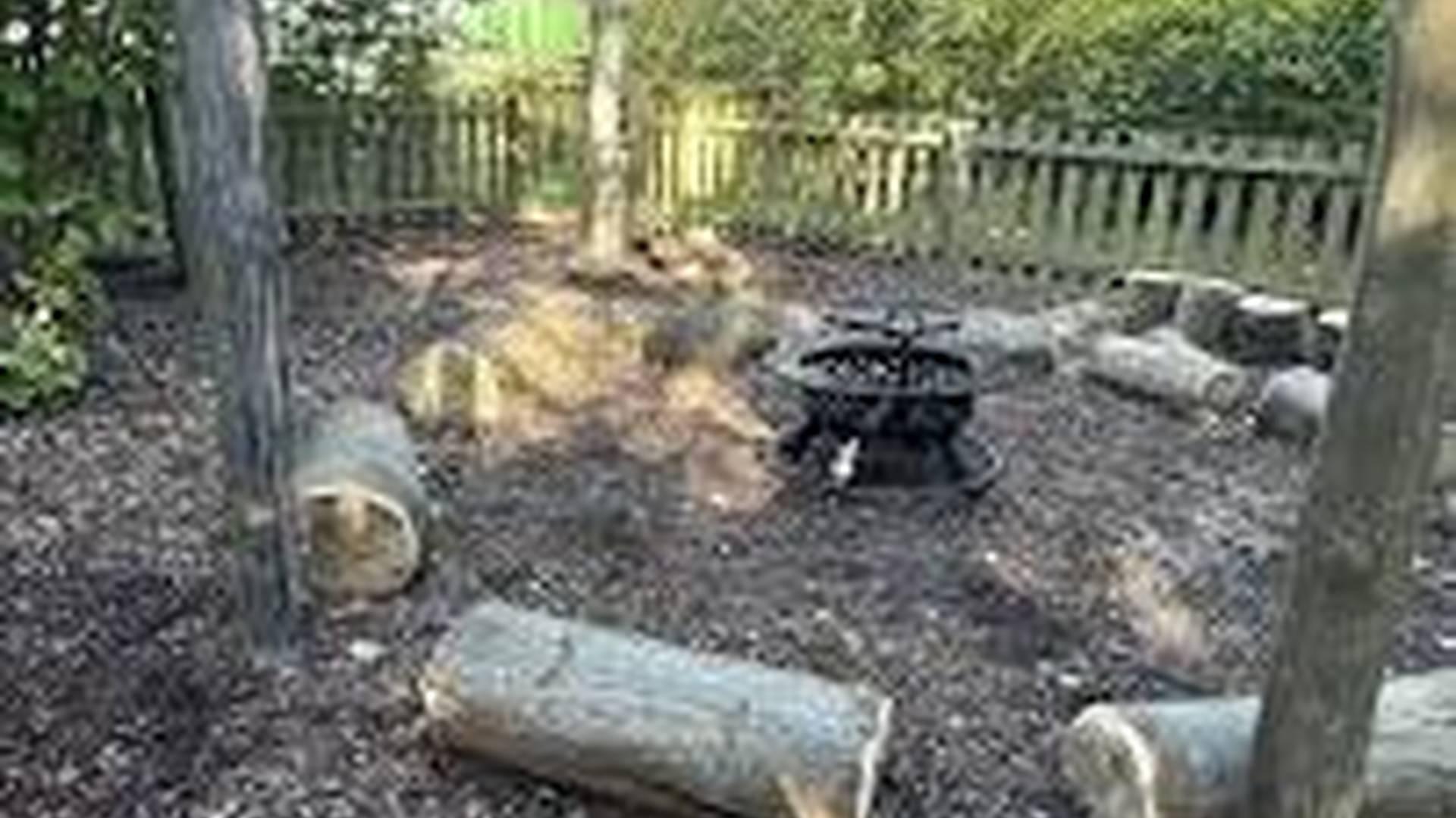 Family activity: fire lighting & campfire cooking photo
