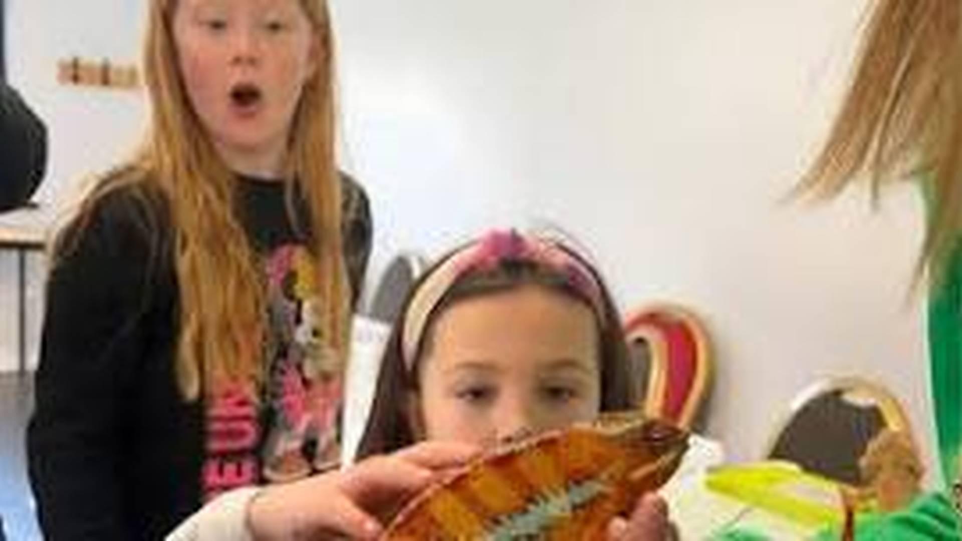 Wildlife Discovery, Delamont Country Park | Forest Activities photo