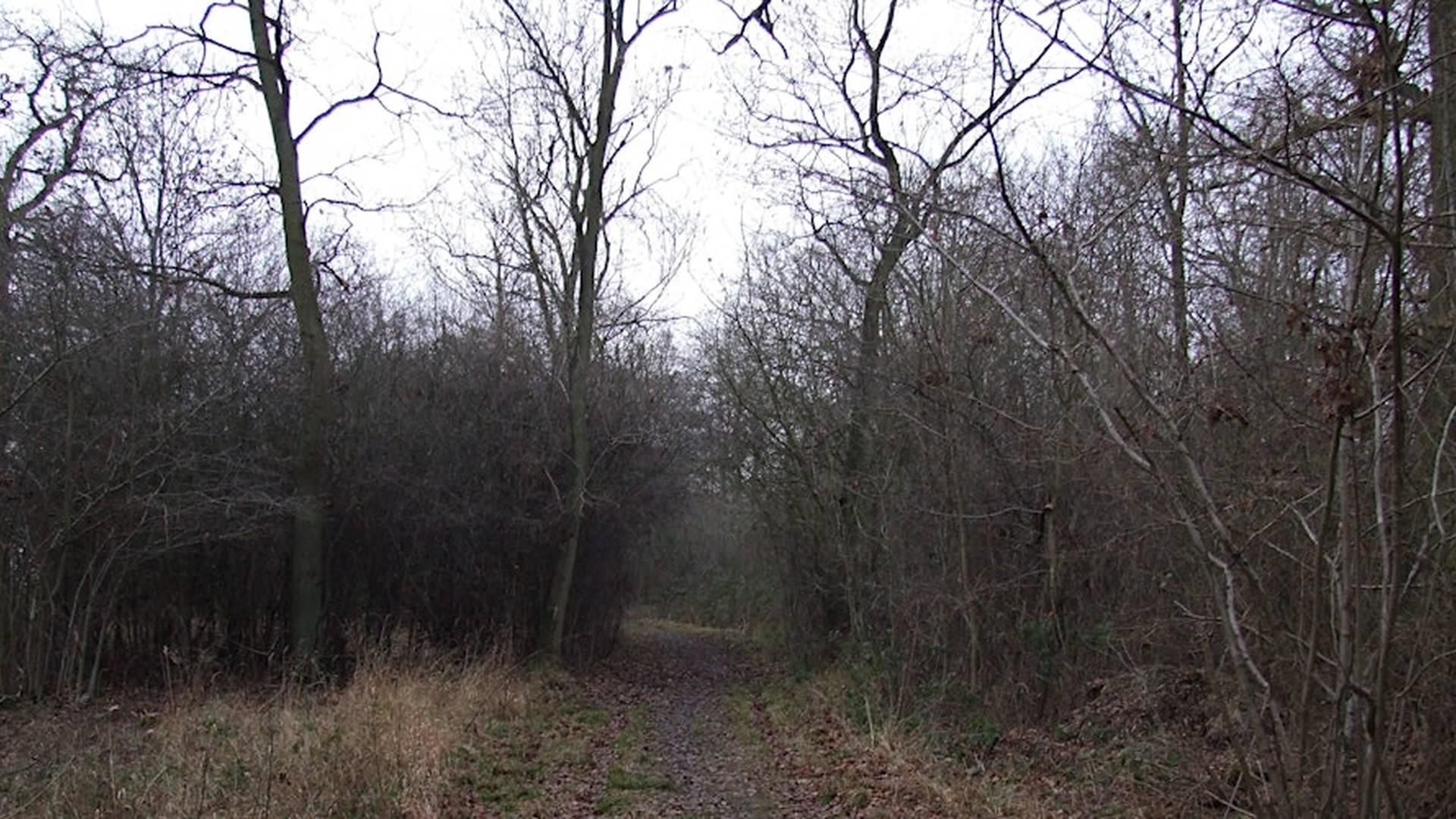 Introduction to Winter Tree Identification with Matt Hamilton photo