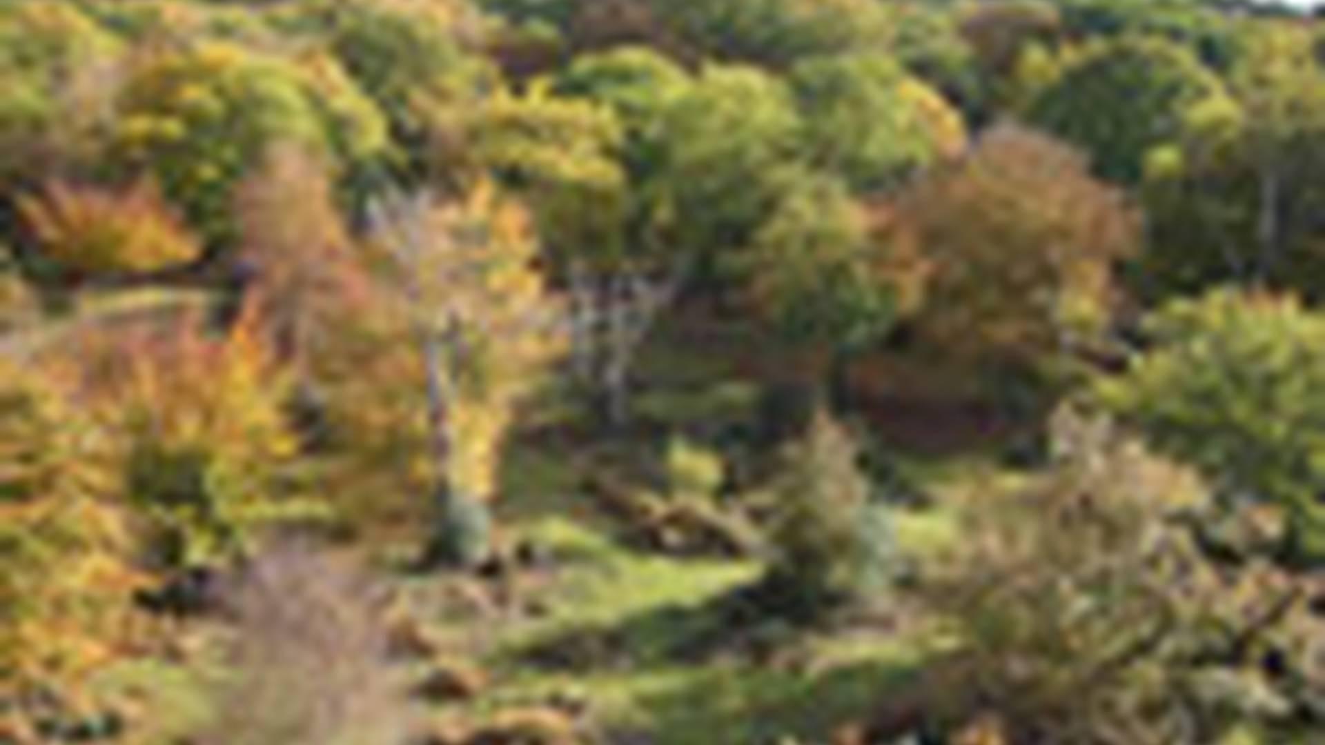 Epping Forest Department, City of London photo