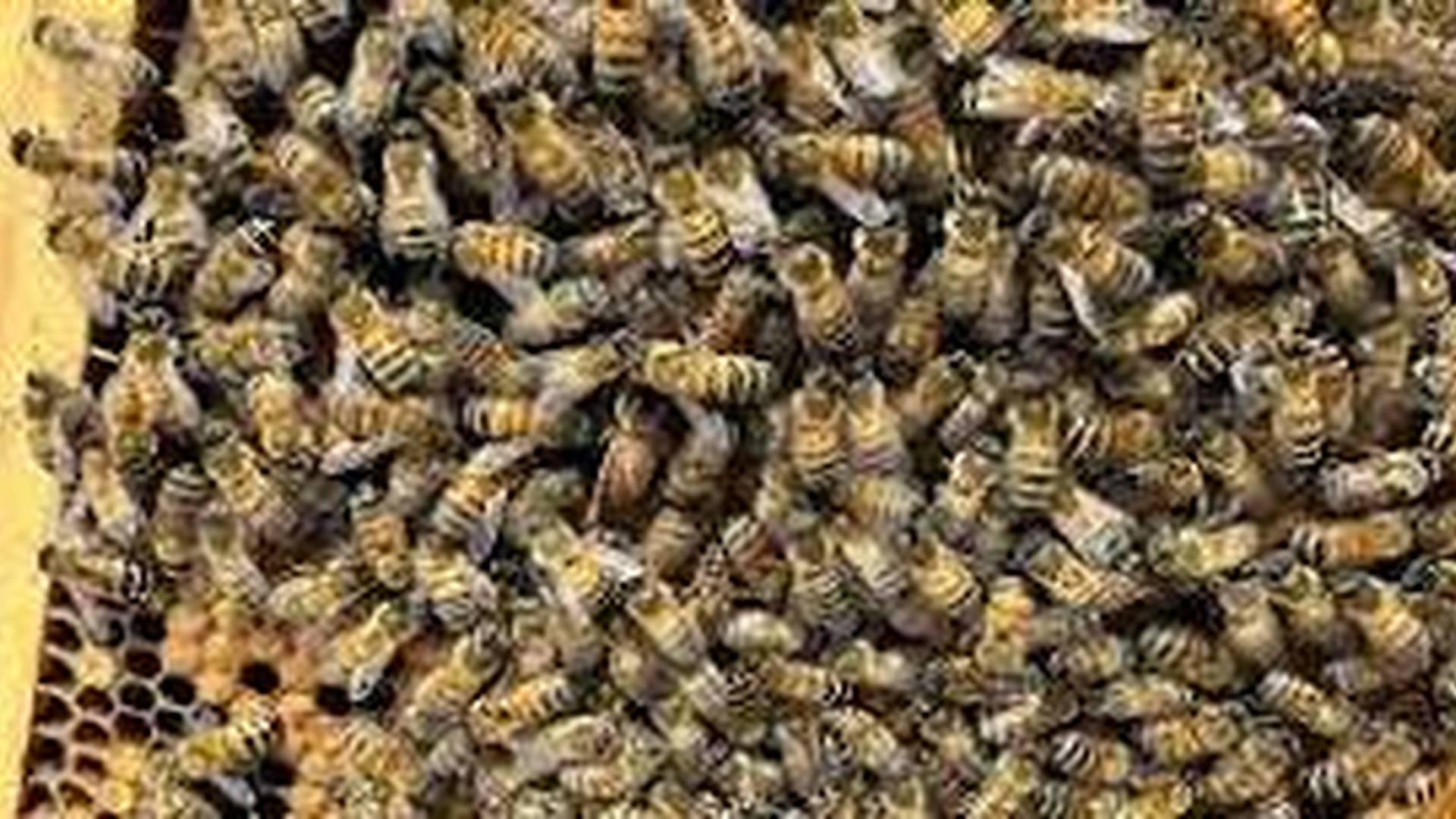 Family-friendly beekeeping introduction with TBKA photo