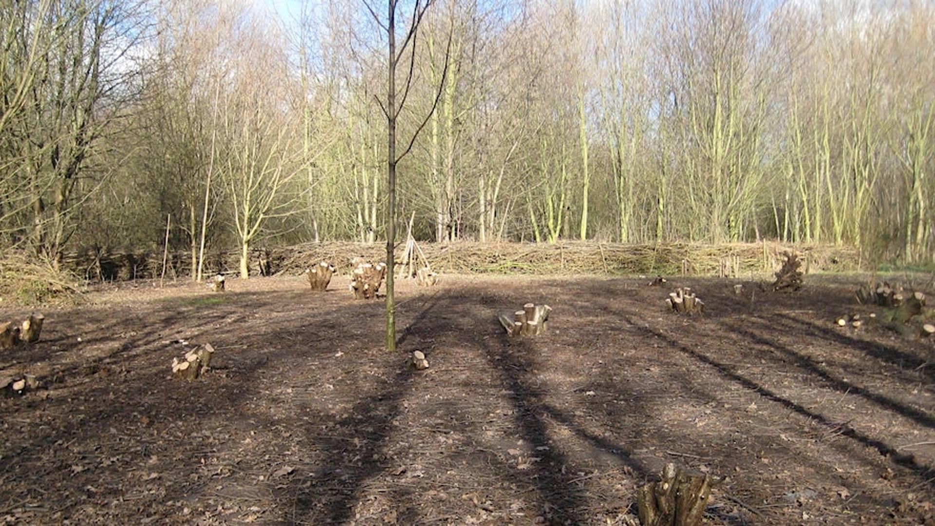 Coppicing on Hackney Marshes Day 4 photo