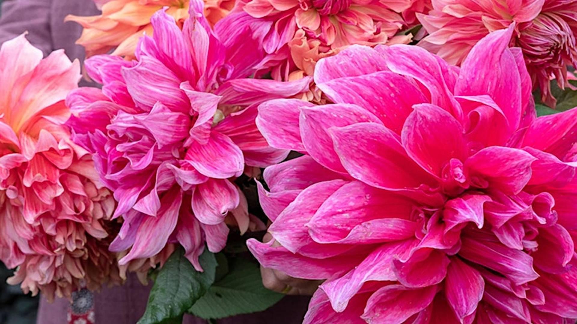 The Kaleidoscope Garden with Sarah Raven at Oxleaze Barn photo