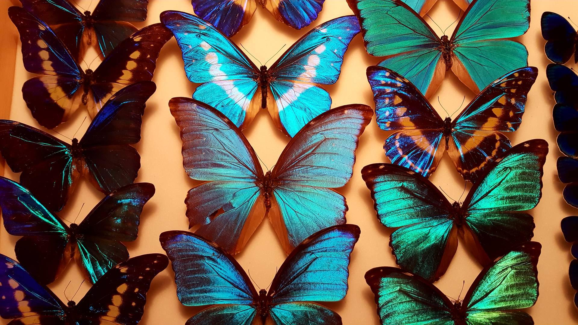 Brighton Museums photo