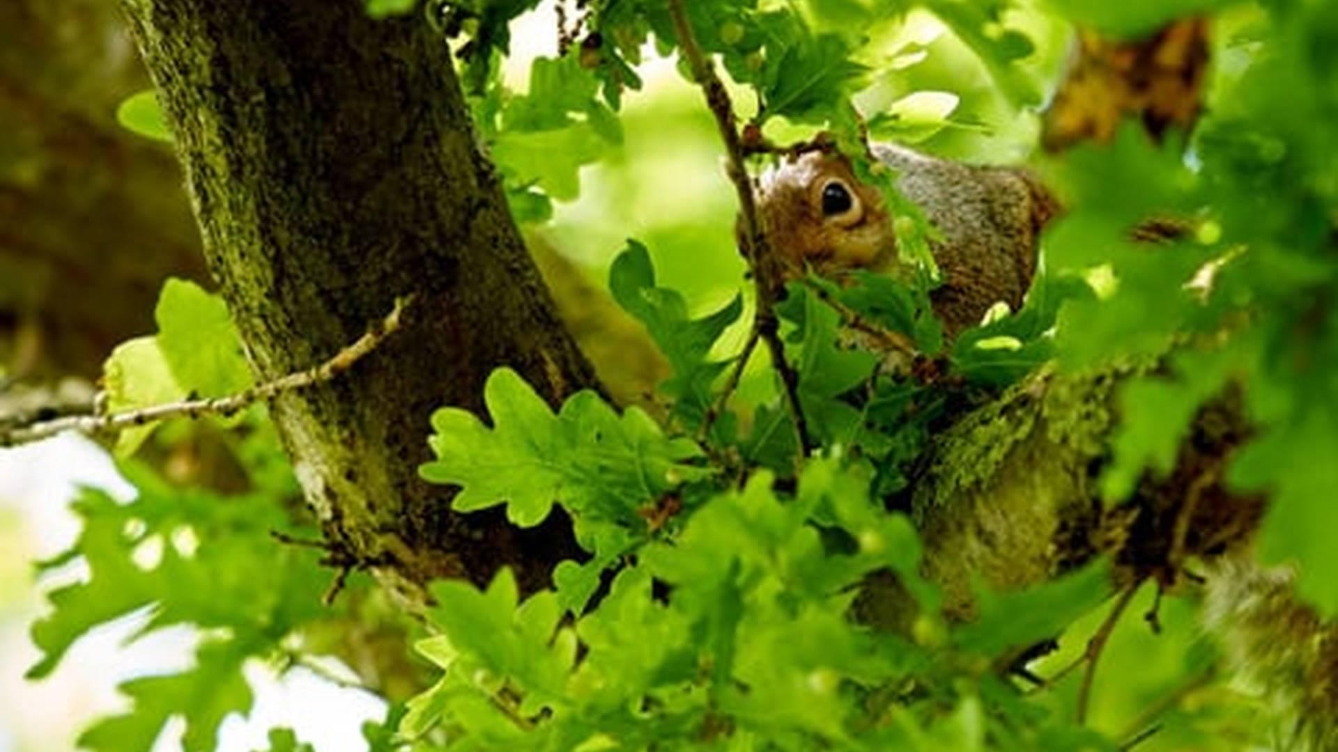 Guided Tree Tours At Marble Hill photo