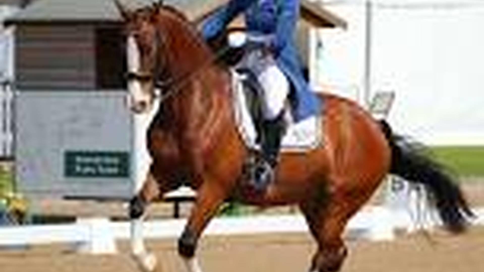 Sally Walker Dressage/Flatwork/problems coaching Gt Ayton photo