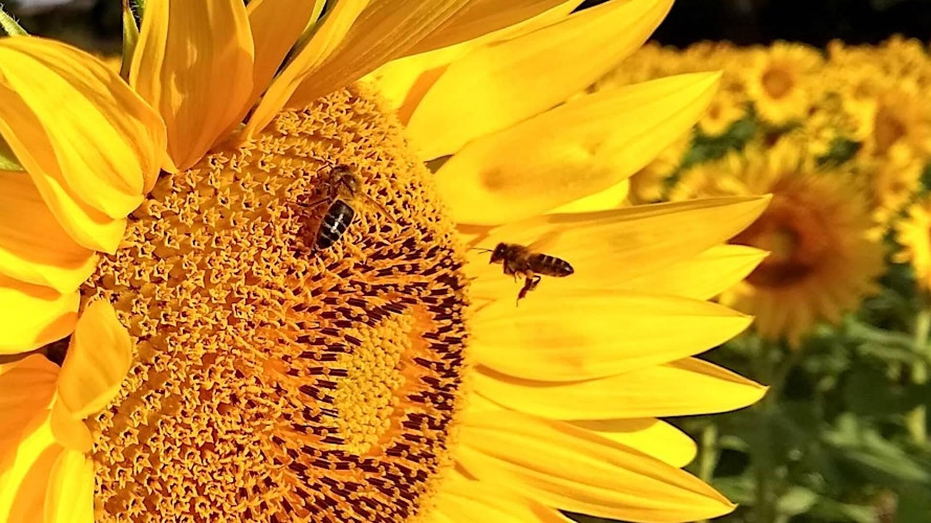 Beekeeping taster session - Newcastle and District Beekeepers 2025 photo