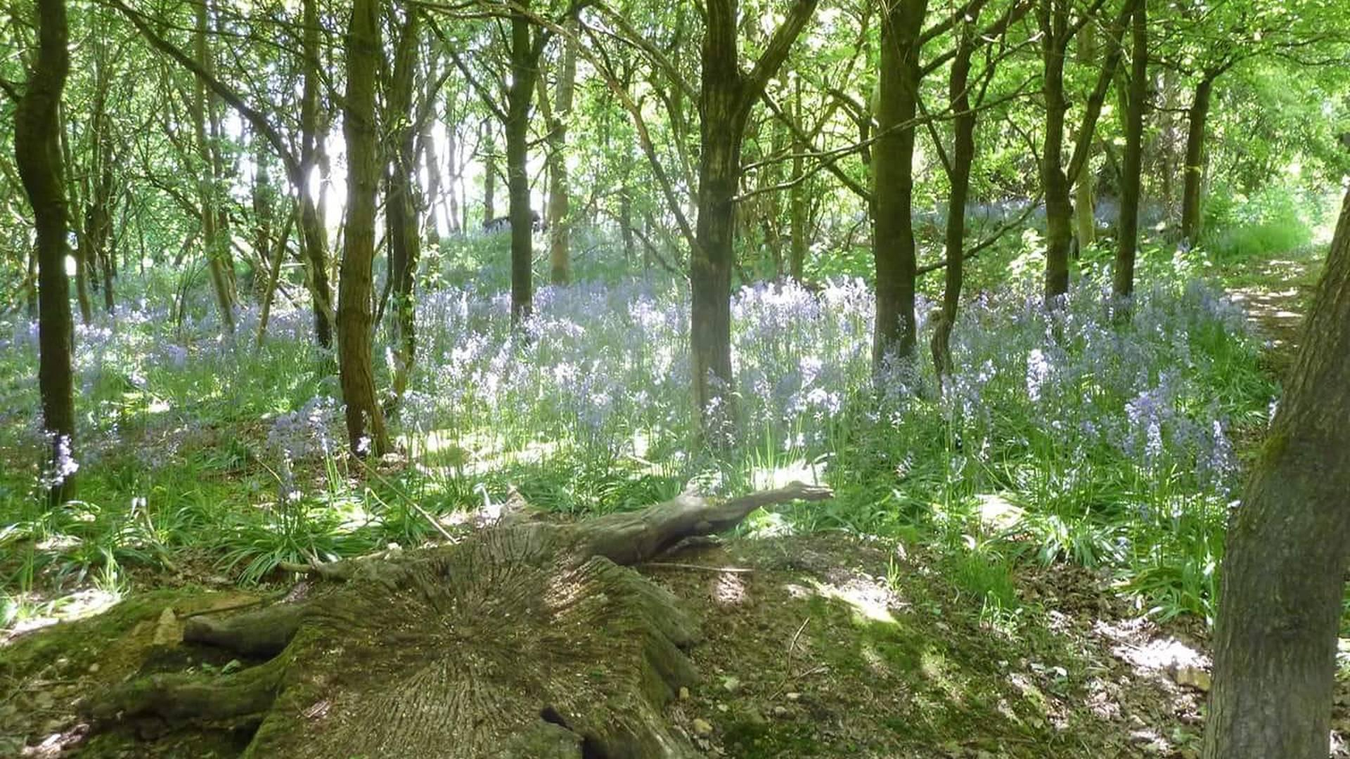 Forest Kindergarten Sevenoaks photo
