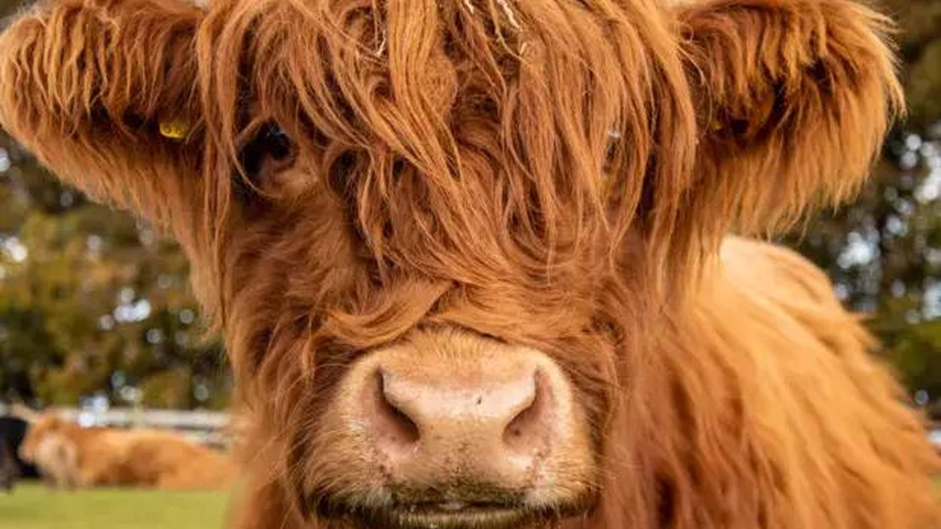 Highland Cow Weekend photo