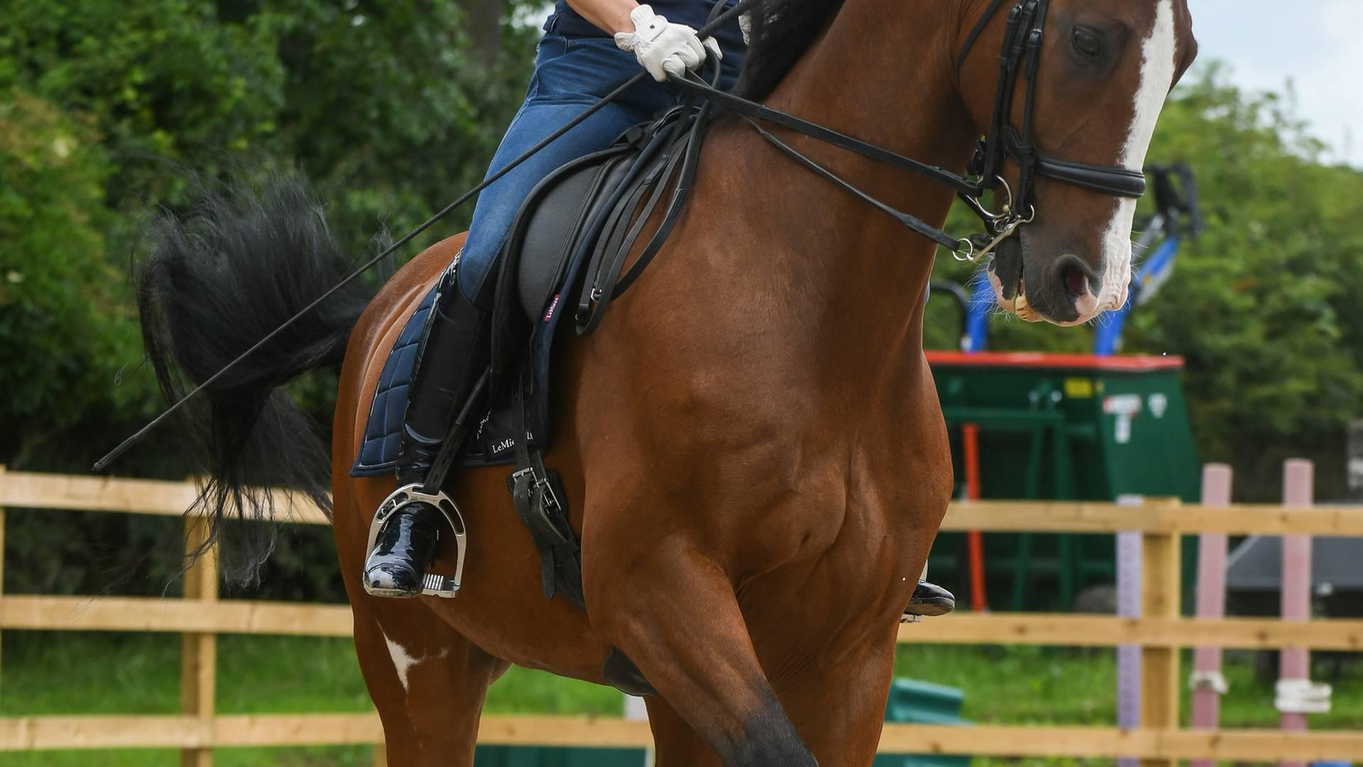 Sally Walker Dressage & Schooling Clinic, Co Durham photo