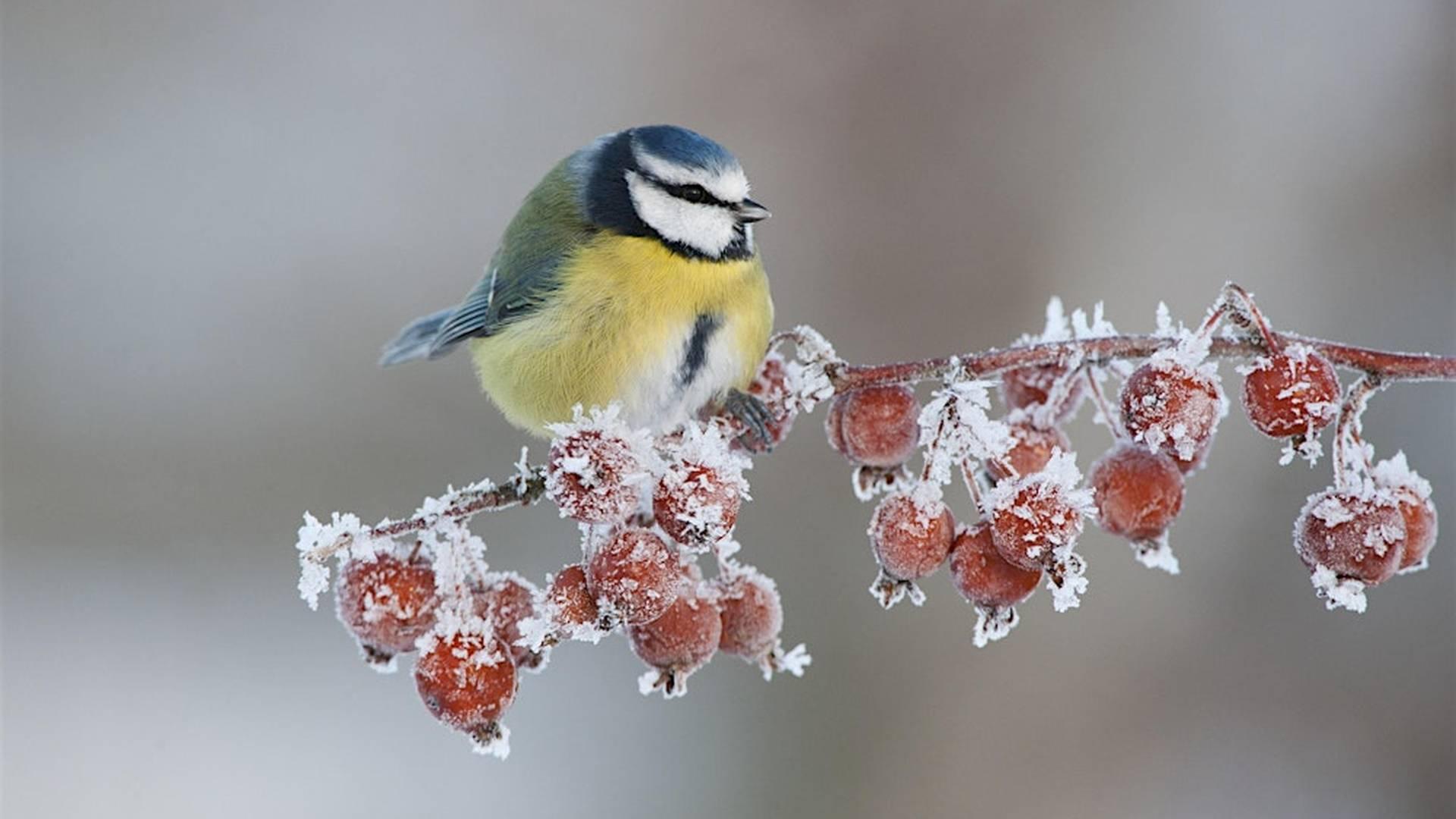 Gardening for winter wildlife workshop photo