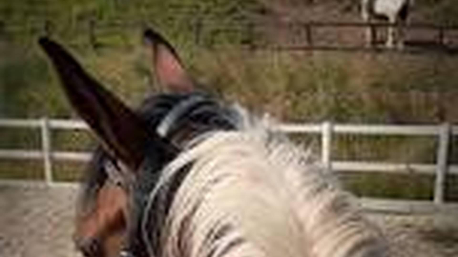 Pony morning photo