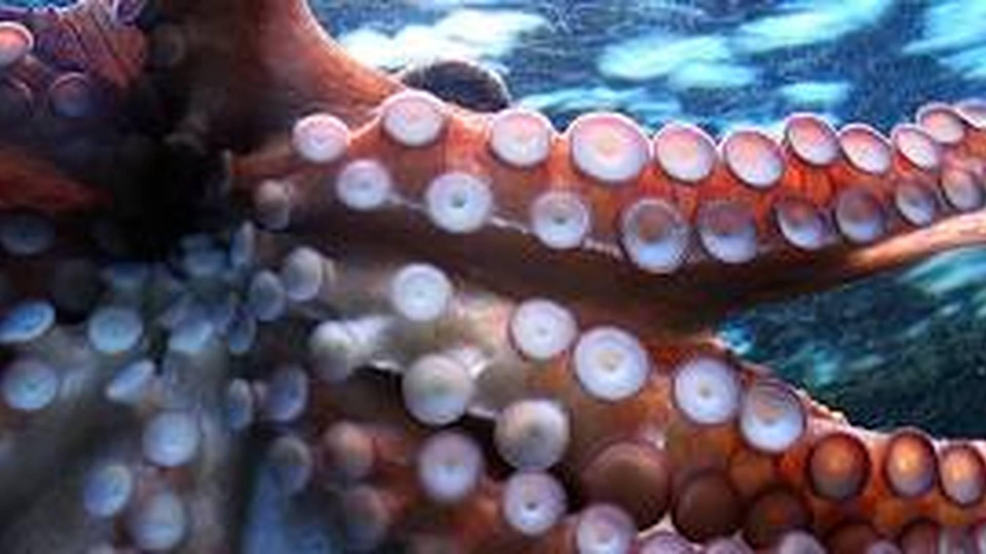 DYNAMITES: DEEP DIVE photo