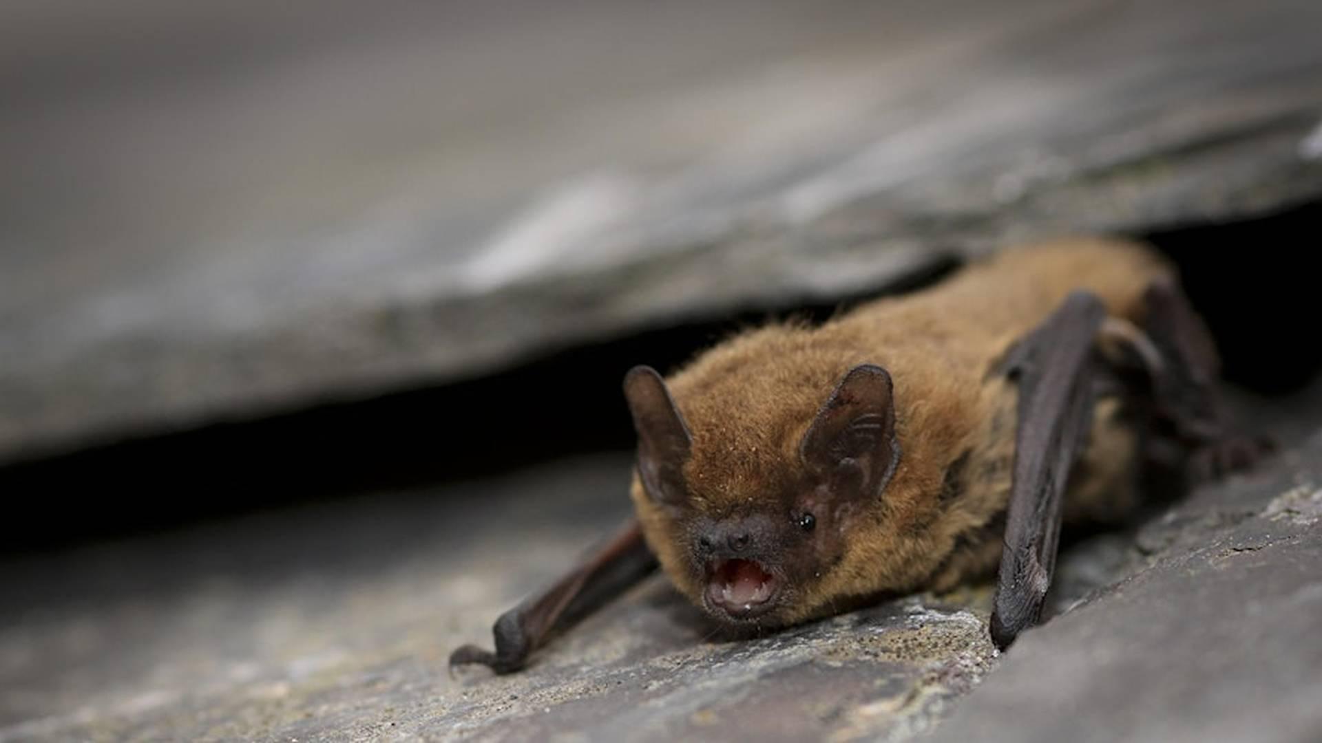 Bat Walk at Lunt Meadows photo