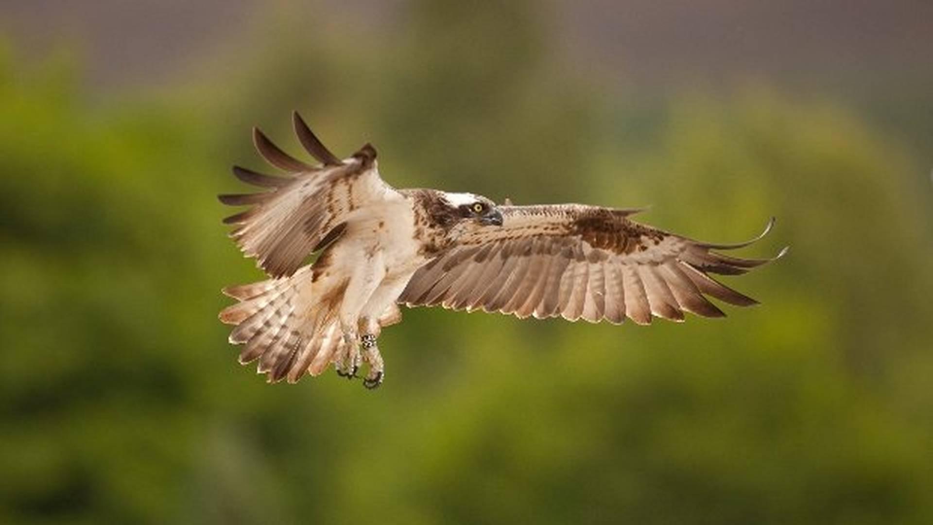 Osprey Watch photo
