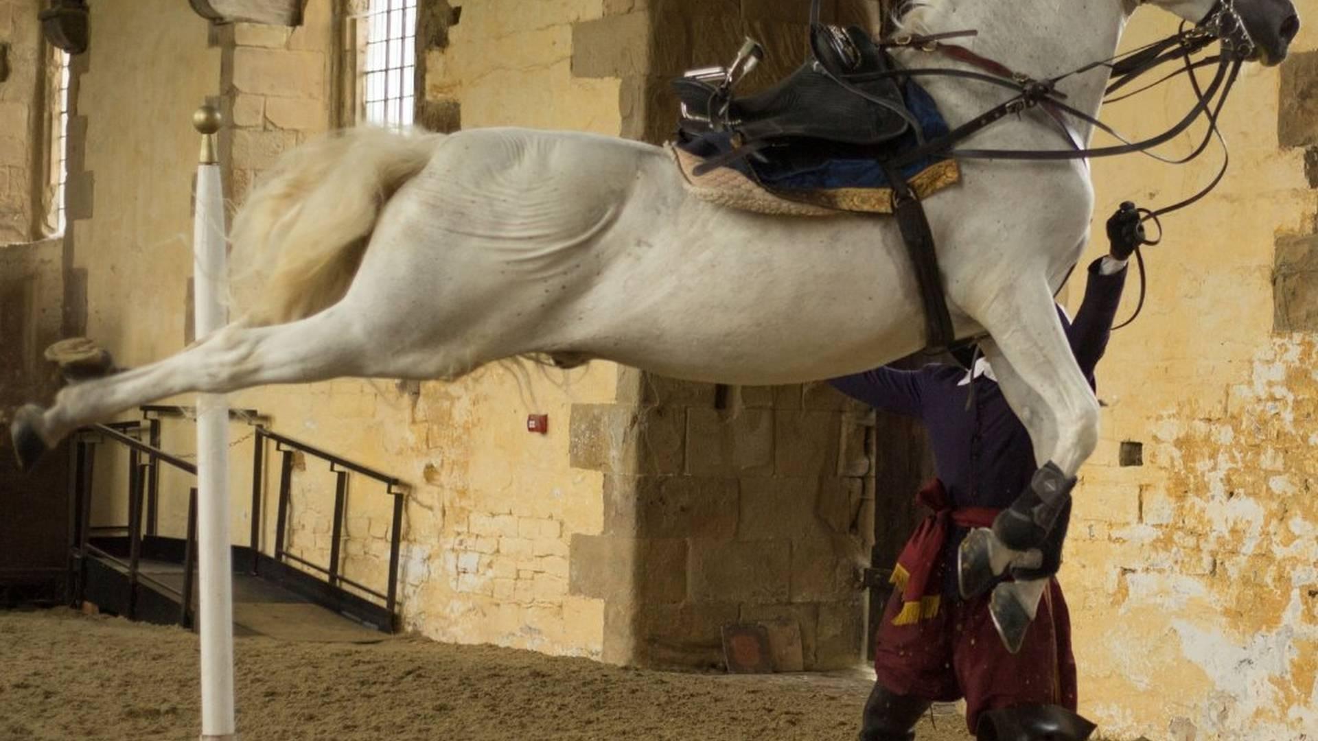 Cavendish Horses: photo