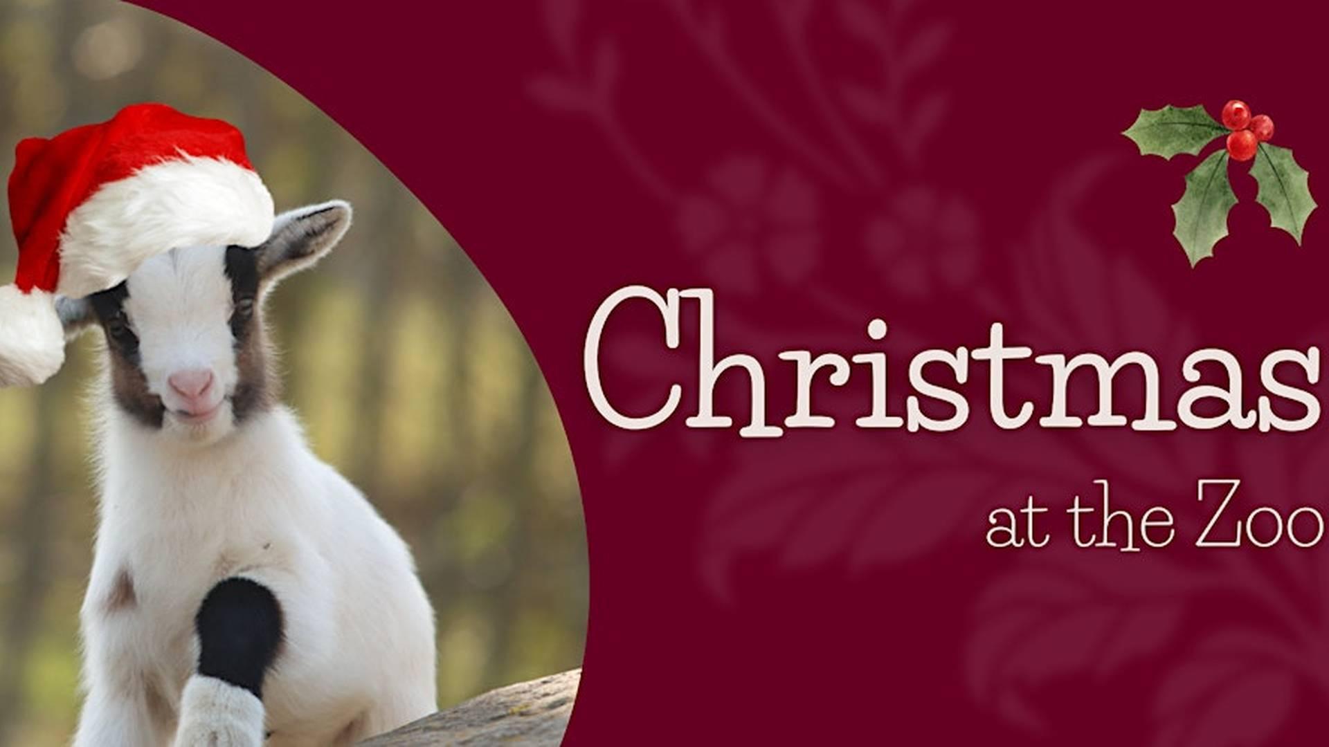 Christmas at the Zoo photo
