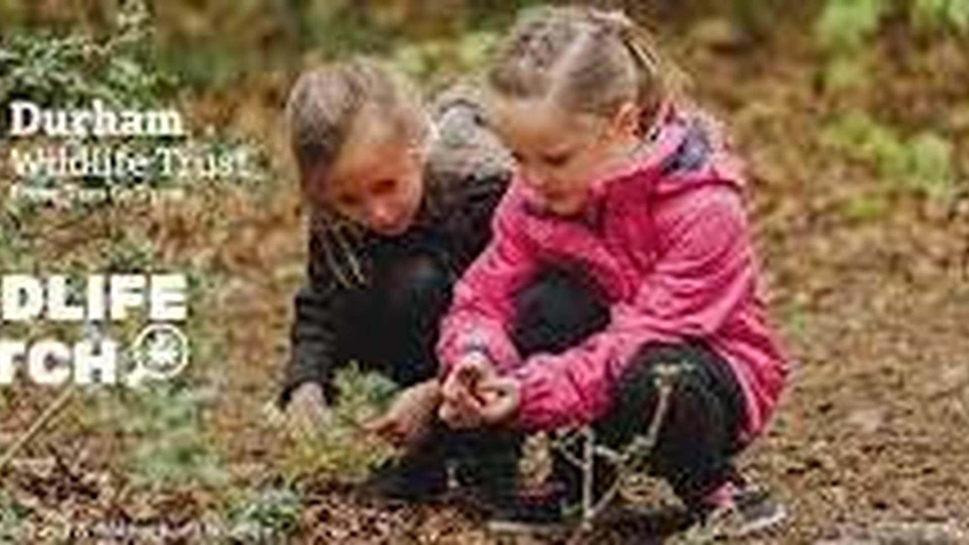 Wildlife Watch at Rainton Meadows photo