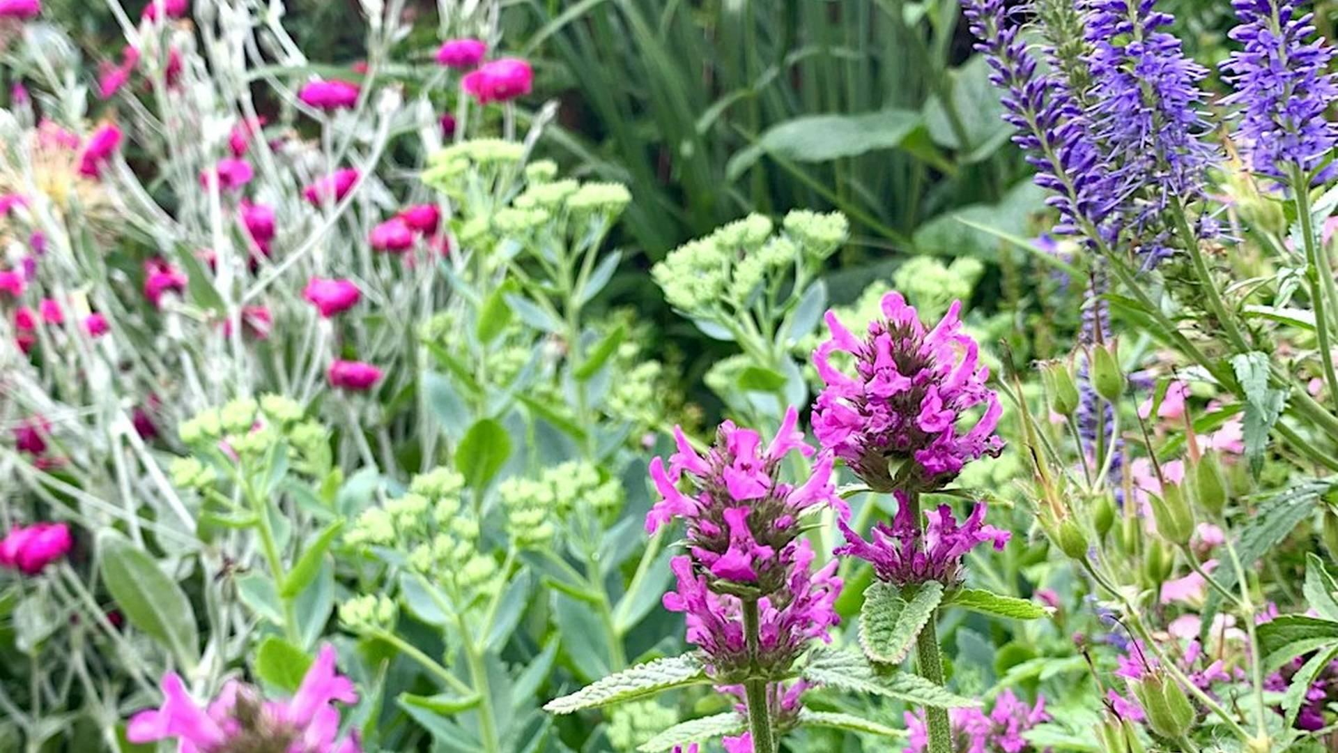 Making the most of your garden borders photo