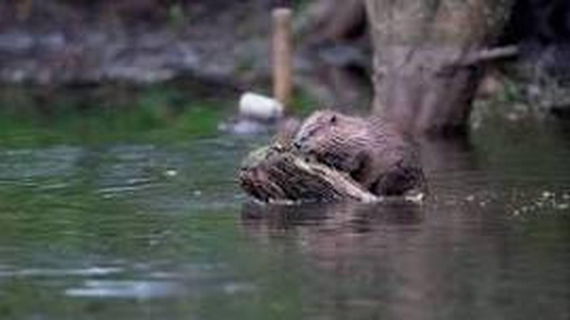 A dam fine evening of beavers photo