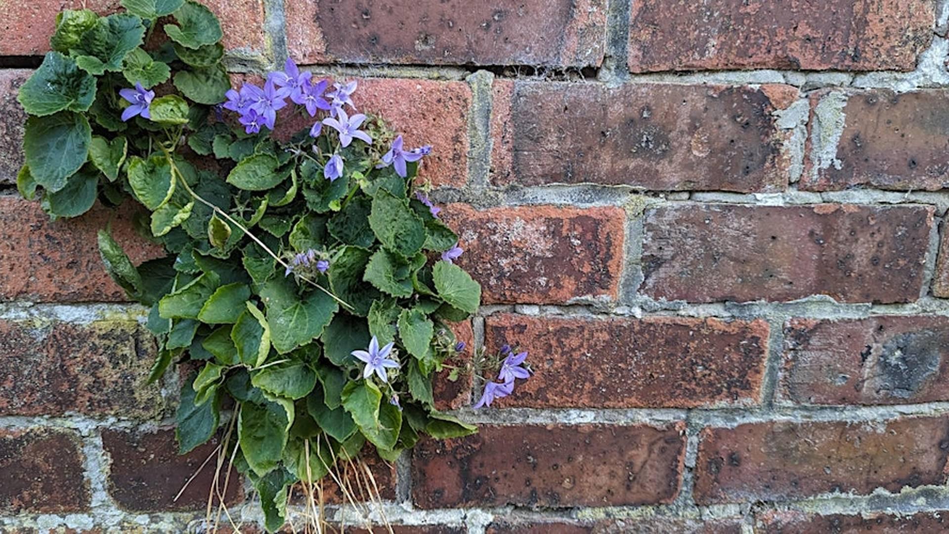 NHSN New Year Plant Hunt with James photo