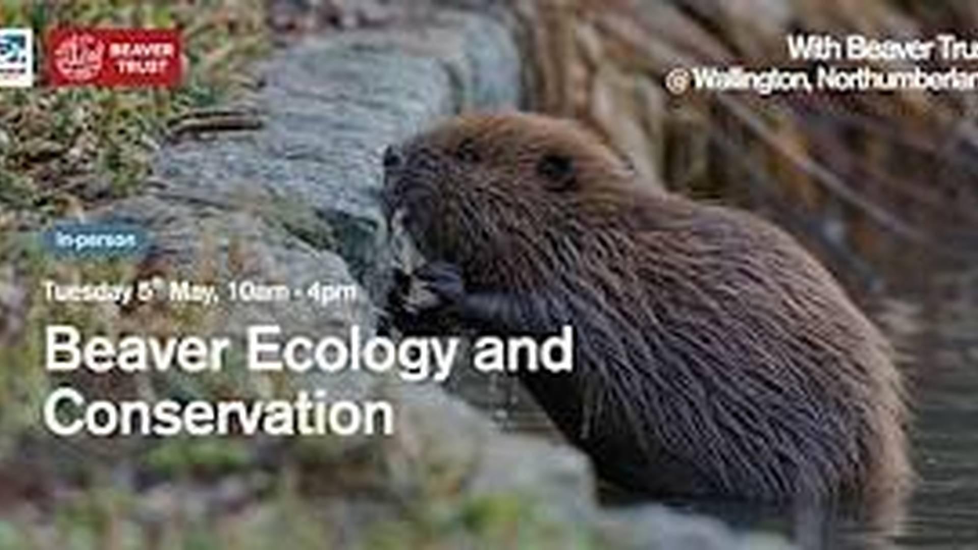 Beaver Ecology and Conservation (in-person) photo