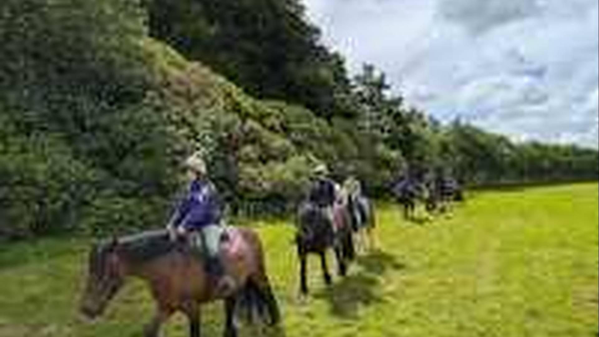 Ponies in the Park at Ford Park Ulverston photo