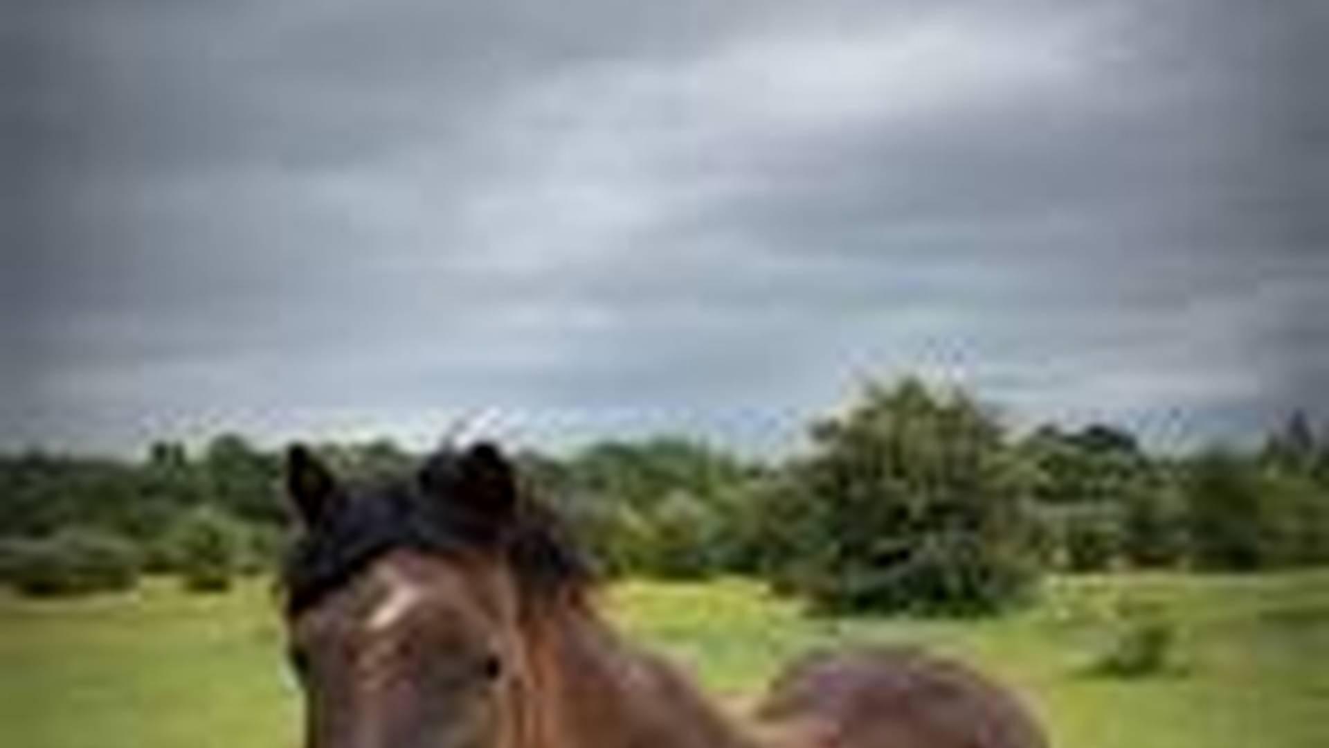 Pony morning photo